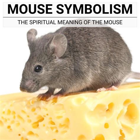 Unraveling the Origins of Mouse Eating in Witchcraft Rituals
